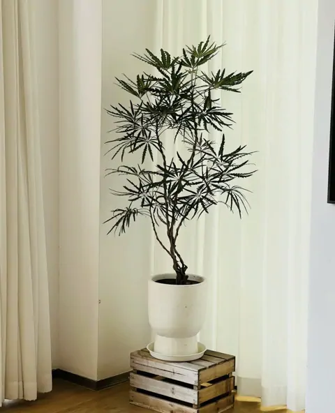 裂葉福祿桐 — 接待區・主管房