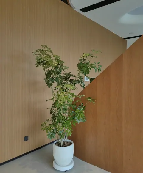 大型鴨腳木 — 大堂・轉角位置