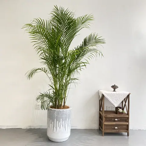 散尾葵 — 玻璃窗旁・休息區
