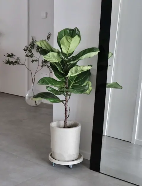 琴葉榕 — 接待區・品牌牆
