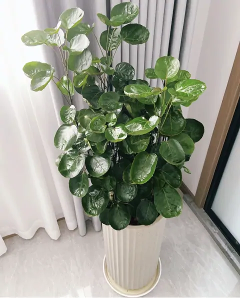 福祿桐 — 主管房・會客區