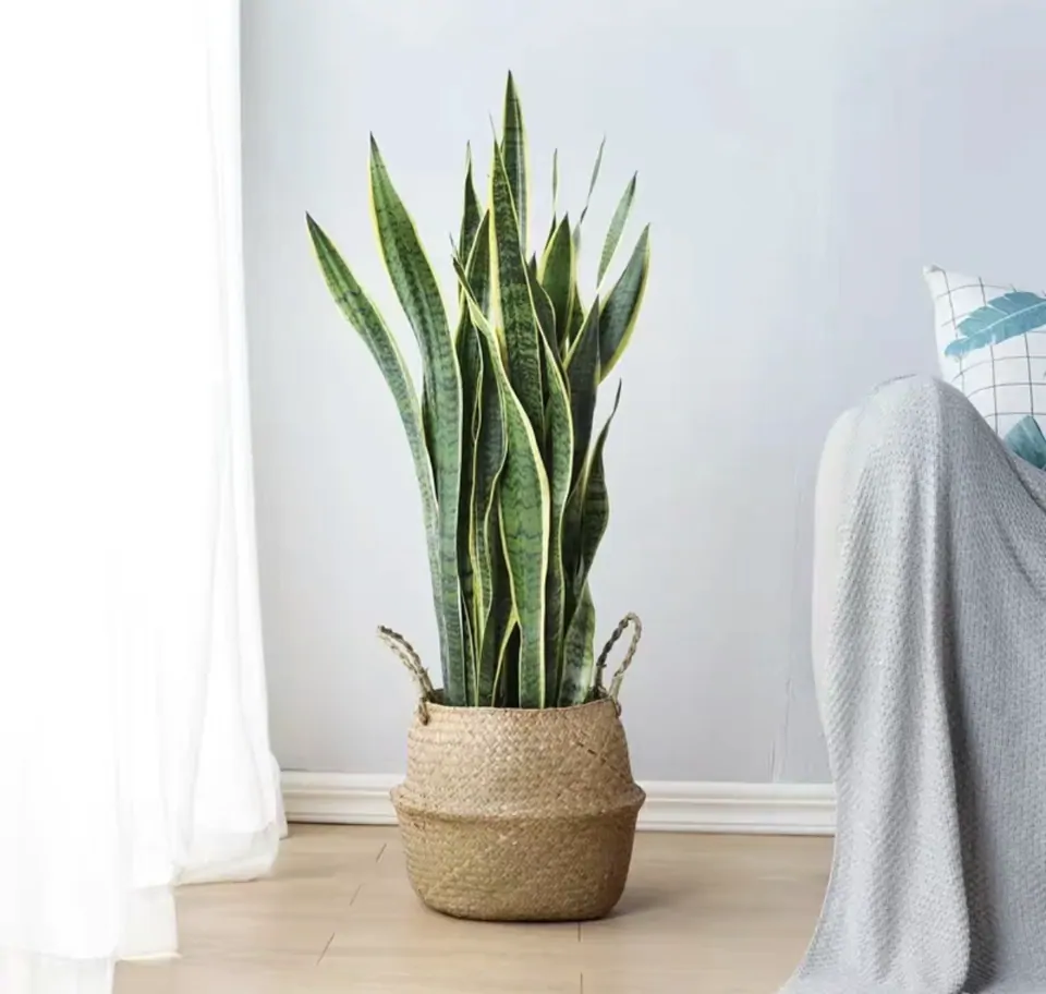 香港 虎尾蘭 Snake Plant 室內盆栽