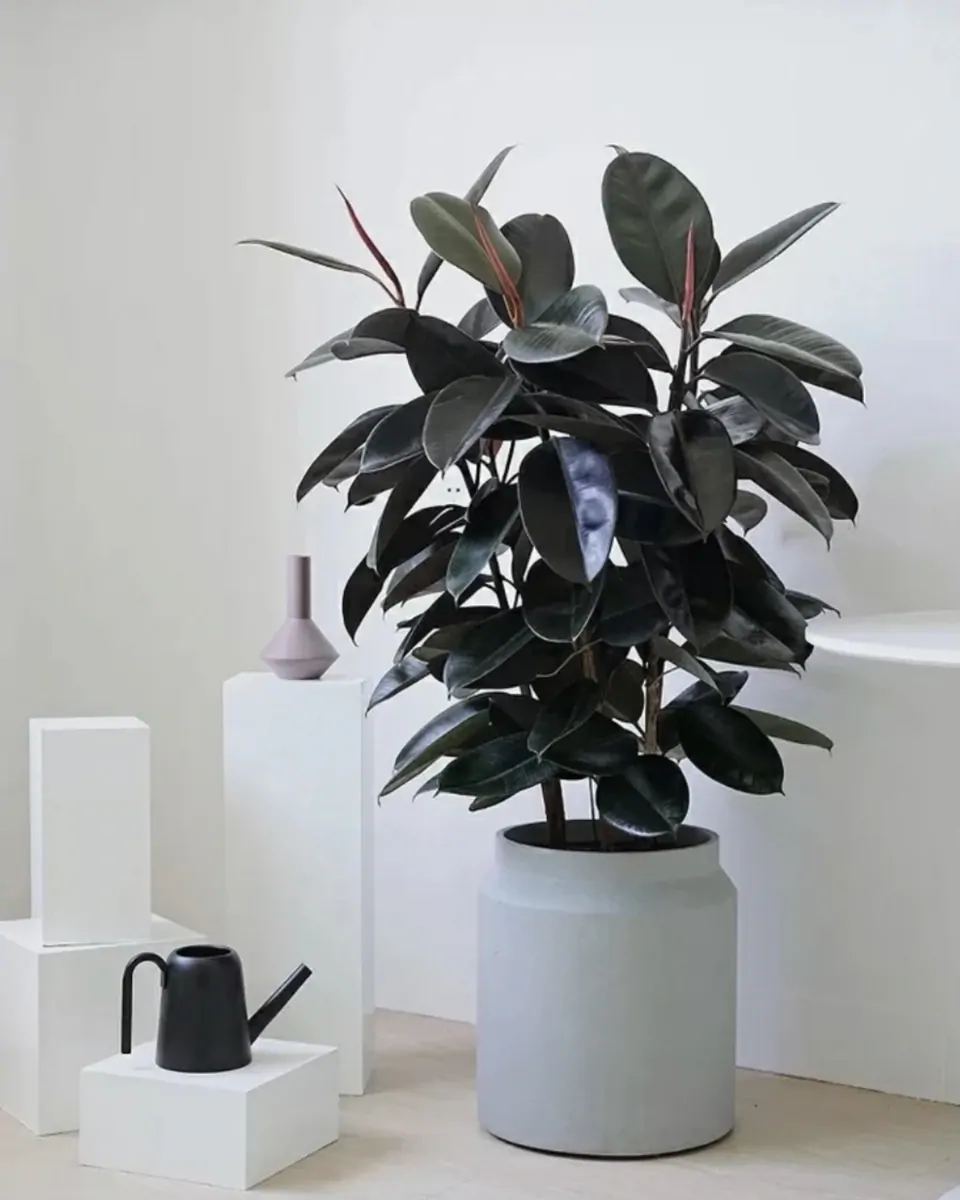 香港 黑金剛橡皮樹 Burgundy Rubber Plant 室內盆栽