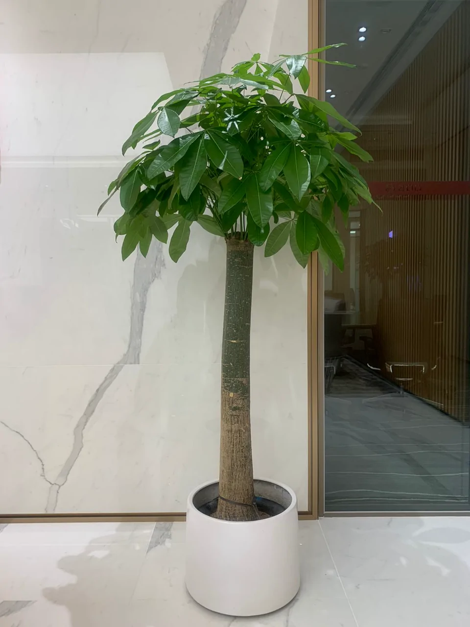 香港 直柱發財樹 Money Tree 室內盆栽