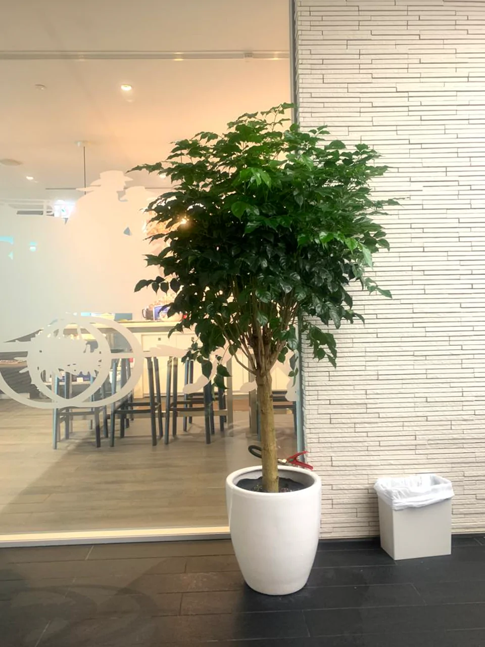 香港 幸福樹 China Doll Plant 室內盆栽
