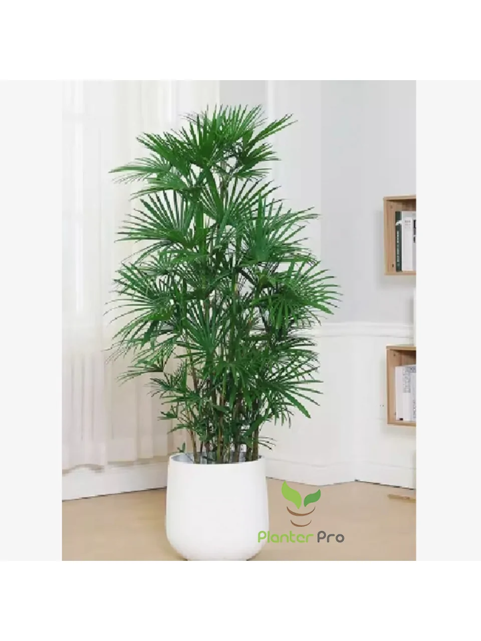 香港 細葉棕竹 Lady Palm 室內盆栽